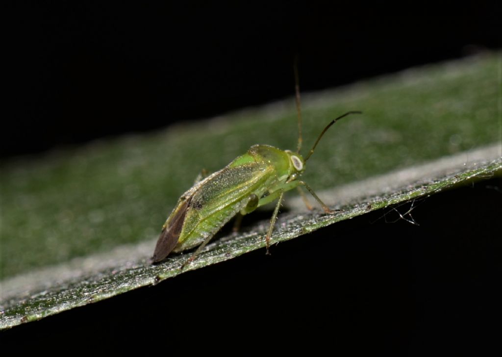 Miridae: Apolygus spinolae?